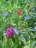 PICTURES/Alpine Pond Nature Trail - Cedar Breaks National Monument/t_Primrose & Bluebells.jpg